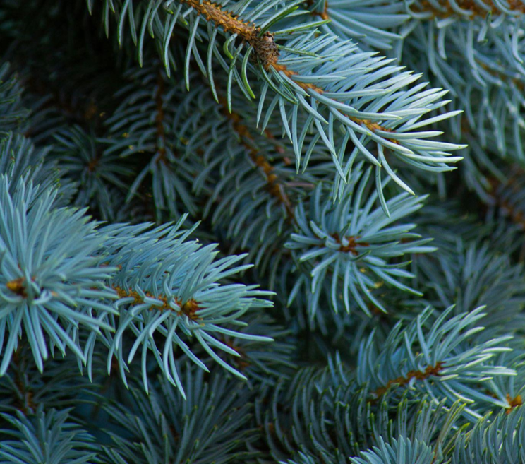 The King of Christmas Trees: The Fraser Fir Tree